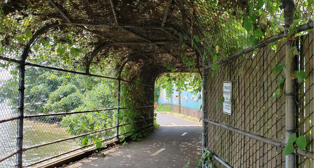 Kudzu cleanup on Mount Vernon Trail Sunday, December 6