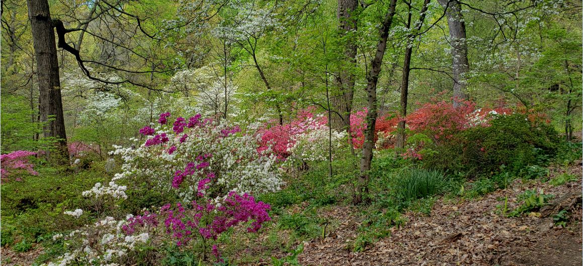 The “people’s azaleas” season at the National Arboretum