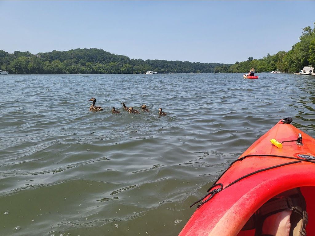 A mama duck and her ducklings swim away from a kayak in the Potomac River, Washington, D.C.