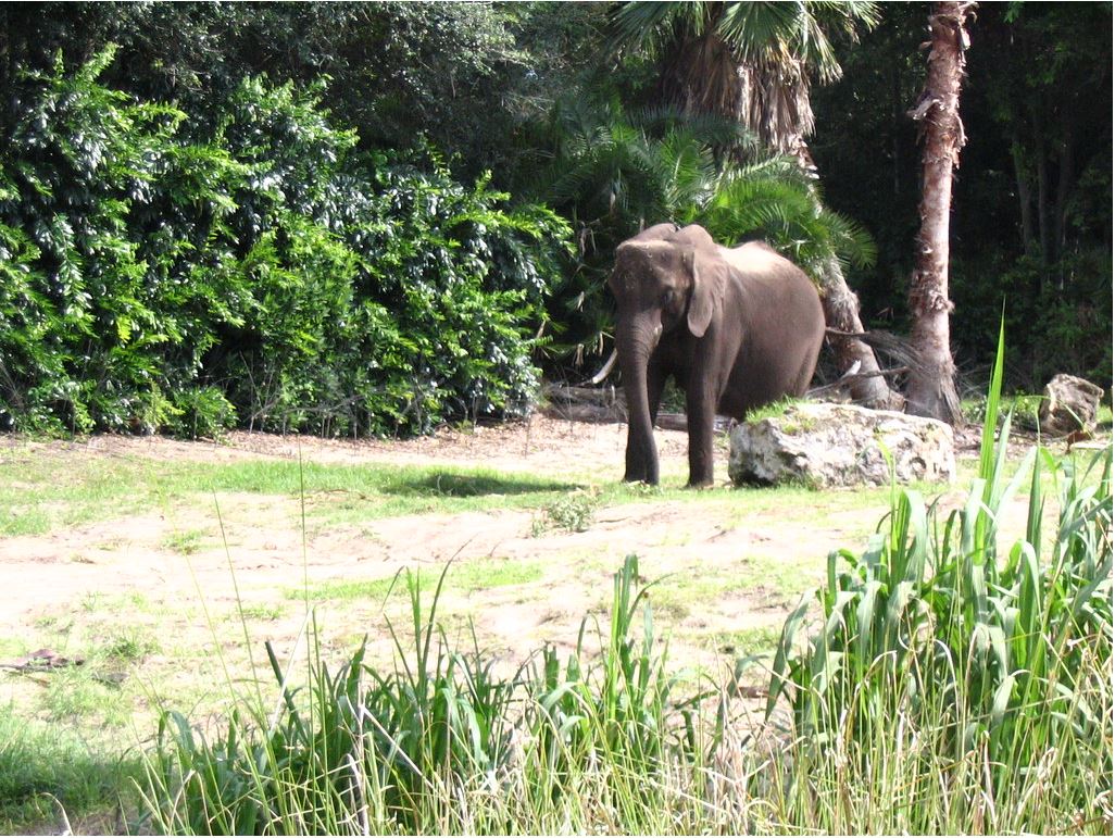Elephant, not in a Tame Impala song