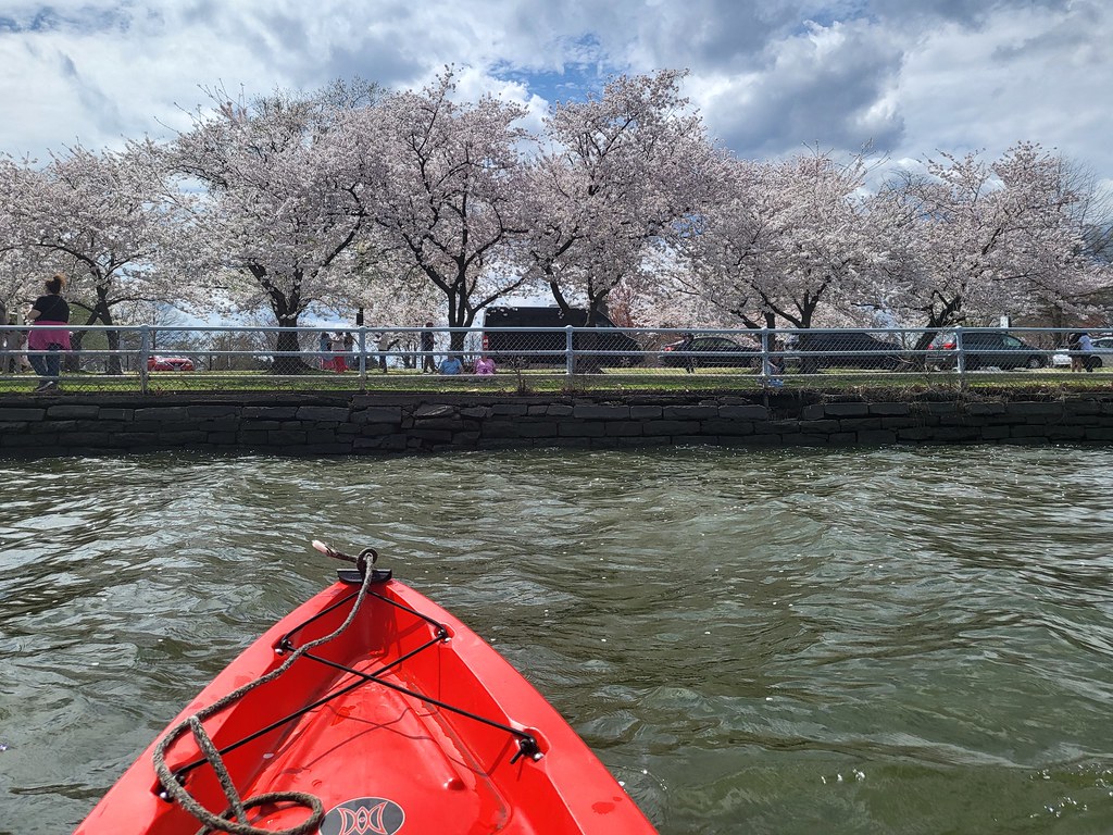 DC Kayaking - A kayak in Washington Channel during peak cherry blossom bloom